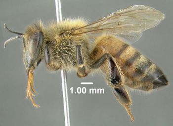 Media type: image;   Entomology 605588 Aspect: habitus lateral view